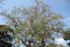 Erythrina fusca